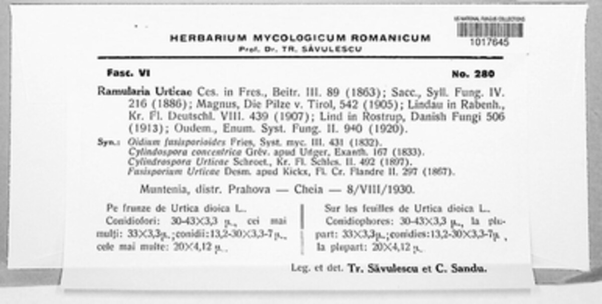 Ramularia urticae image